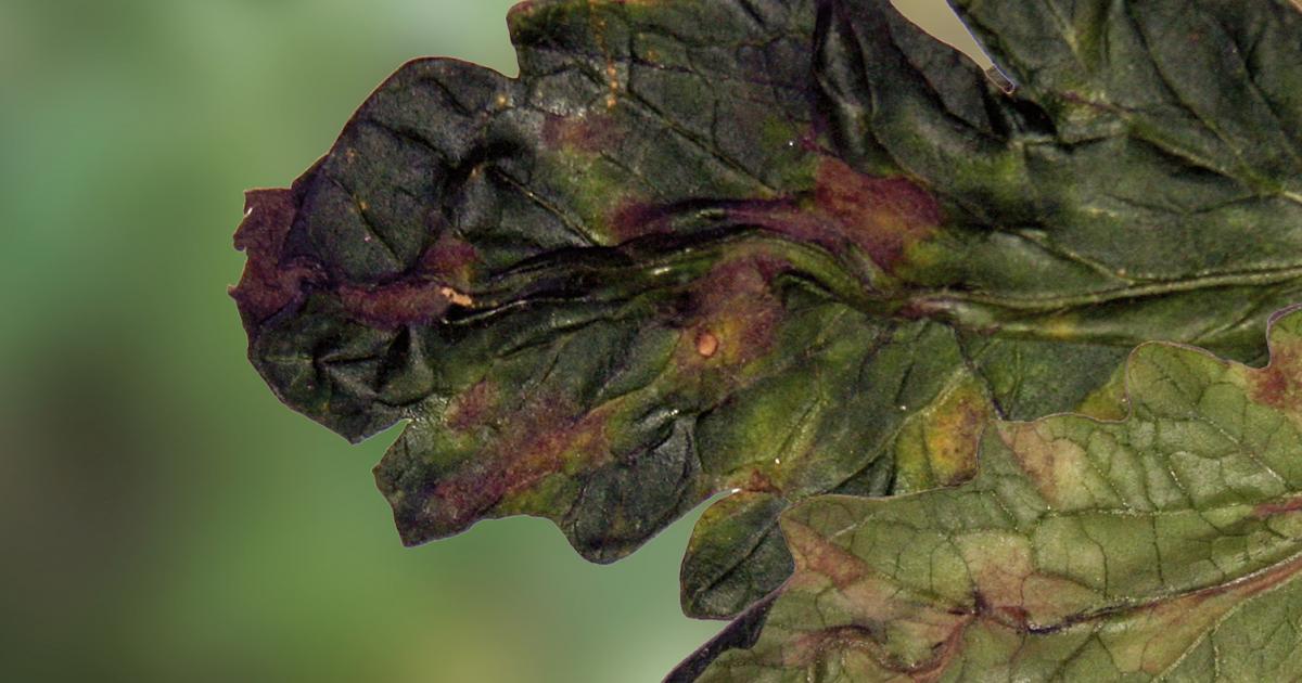 Samtflecken an Tomate | Liebe Deinen Garten